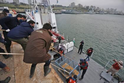 Fundación Aquarium libero un elefante marino en el mar