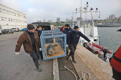 Fundación Aquarium libero un elefante marino en el mar