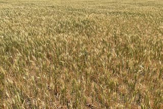 Futuros del trigo caen por toma de ganancias; maíz y soja también bajan