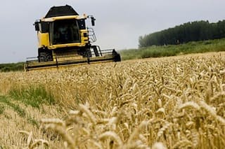 Futuros del trigo suben luego de que el Usda estima cosecha de EE.UU. en su menor nivel en 54 años