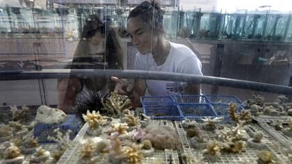 Gal Eviatar (L) y Jessica Bellsworthy, estudiantes que realiza investigaciones sobre los arrecifes de coral del Golfo de Eilat, mientras examinan corales en un acuario del Instituto Interuniversitario de Ciencias del Mar de Eilat Israel
