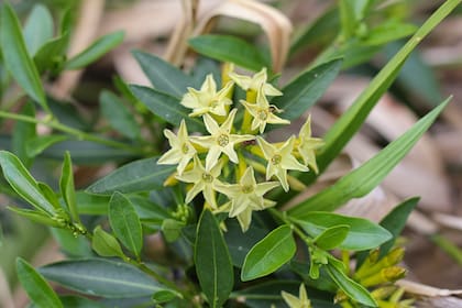 Galán de noche, un pariente de la dama de noche, igualmente aromático y atractivo