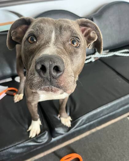 Galentina se ocupó día y noche de sus cachorros. "Es una muy buena mamá", dijeron los voluntarios del refugio.