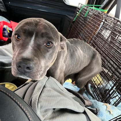 Galentine había sido abandonada a su suerte en el frío gélido de Missouri.