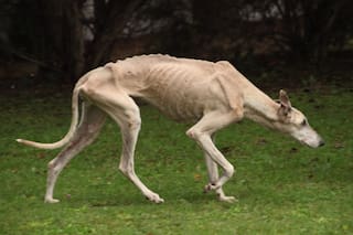 Una iniciativa que impulsa penas contra el maltrato y la crueldad animal y genera debate en distintos ámbitos