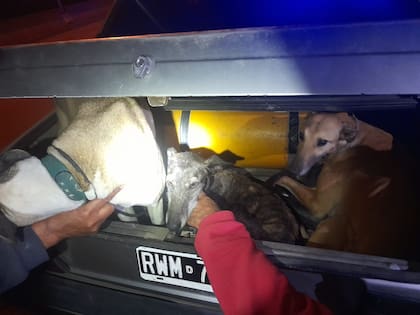 Galgos transportados en condiciones salvajes