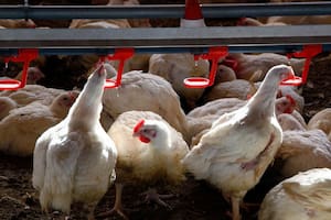 Murieron más de 200.000 gallinas y la enfermedad se detectó en diez provincias