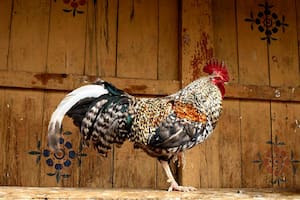 Qué dice la ley de Arizona sobre las peleas de gallos