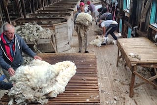 Autorizan la exportación directa de lana al crear la categoría “Barracas de Campo”