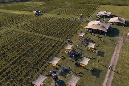 Gamboa trajo a Buenos Aires un modelo ya extendido en Mendoza: cualquier persona puede adquirir una parcela de la finca y hacer su propio vino