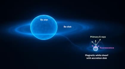 Gamma Cas consiste en una estrella de tipo Be rodeada por un disco de material; parte de este material fluye hacia su estrella compañera; un segundo disco se forma alrededor de la compañera, y el material finalmente fluye hacia los polos, donde emite rayos X (flechas verdes). Parte de estos rayos X son reflejados por la superficie de la enana blanca (flechas moradas). — Foto: Universidad de Lieja/Y. Nazé