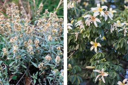 Gamochaeta americana y Ceiba chodatii, dos plantas autóctonas que atraen mariposas y picaflores en otoño
