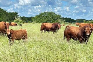 En dólares corrientes, el precio del ternero para invernada es el más alto de la historia