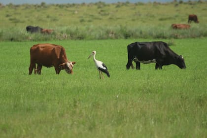 Ganadería en pastizales