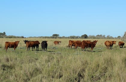 Ganadería en el Río de la Plata