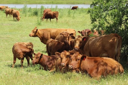 ganaderia hacienda silobolsa recria terneros vacas novillos