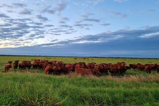 En Formosa hay un claro perfil productivo