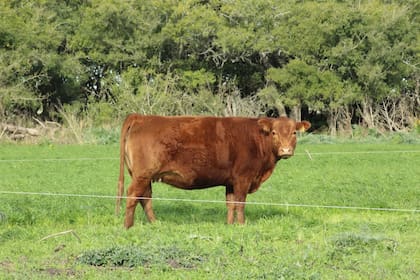 ganadería vacas terneros campo