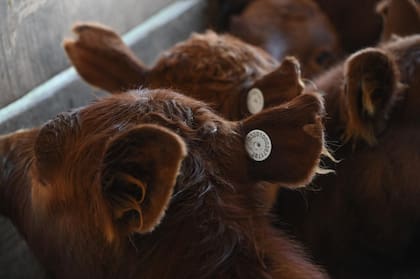 Ganaderos impulsan recursos de reconsideración y plantean que la resolución es “arbitraria, irrazonable y desproporcionada”
