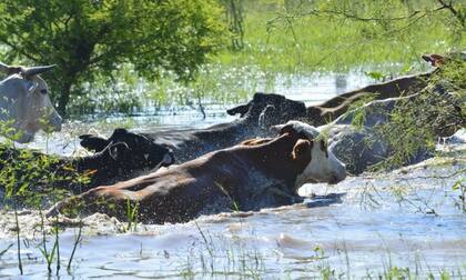 Ganado afectado por el exceso hídrico en la provincia