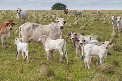 Ganado cebú con cría.