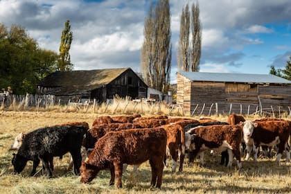 Ganado en la Patagonia