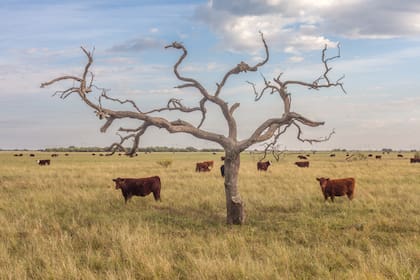 Ganado vacuno en los campos del sur de Entre Ríos.