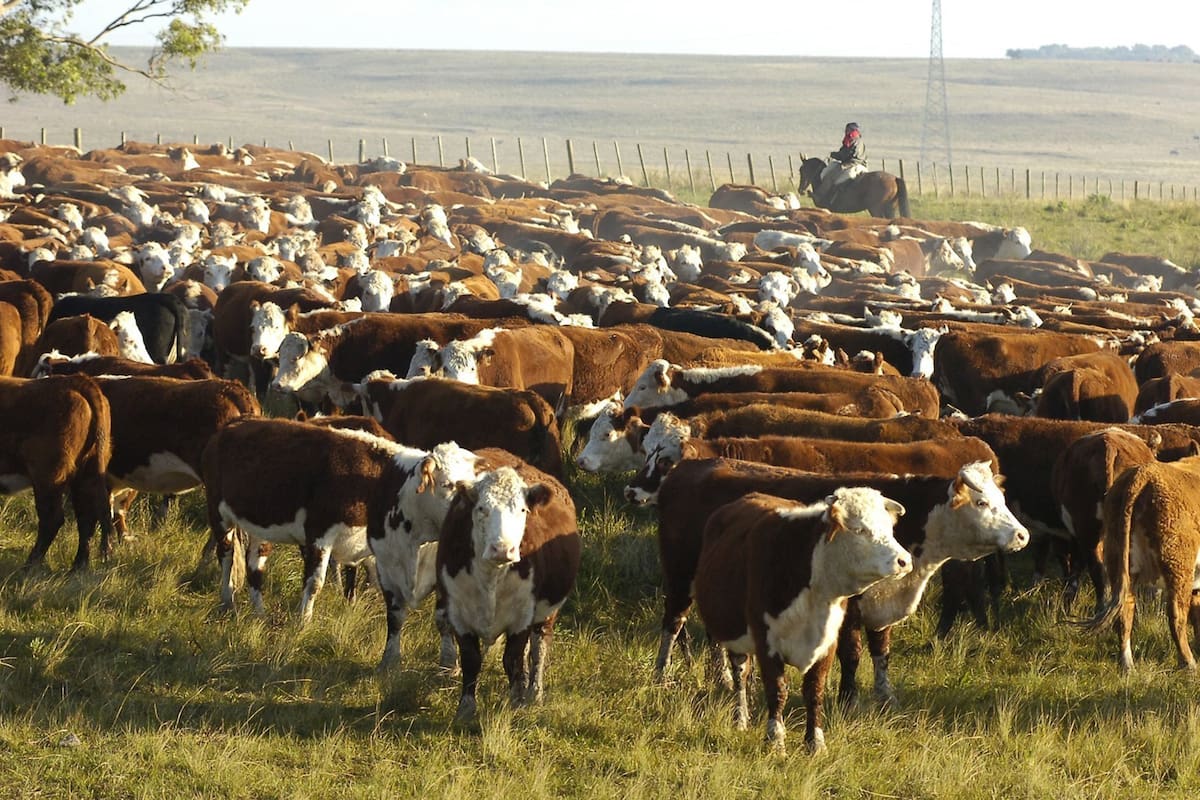 La Argentina bajó su stock de ganado en más de 100.000 animales: no habrá cambios en la exportación - LA NACION