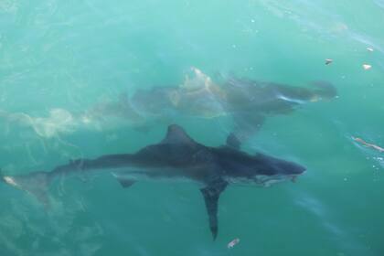 Gansbaai ess considerada la capital mundial del tiburón blanco por su densa población