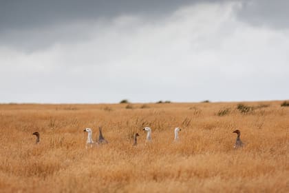 Gansos salvajes en Sea Lion Island, a diez millas de la costa sur de la isla oriental. Sea Lion es una Reserva Natural de 905 hectáreas que alberga una notable diversidad de fauna.