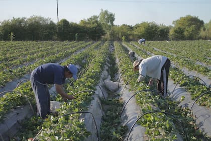 Los titulares de Volver al Trabajo cobran $78.000