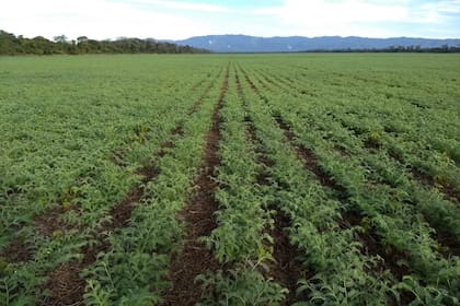Garbanzo en Salta, campo Desdelsur