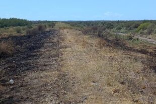 García hacía poco había anunciado que la concesión desde la Estación Aguará hasta Viedma daría servicio de carga para mediados de marzo.