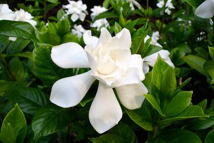Gardenias