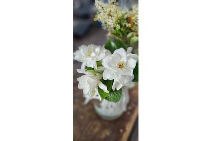 Gardenias, también conocidas como jazmines del Cabo