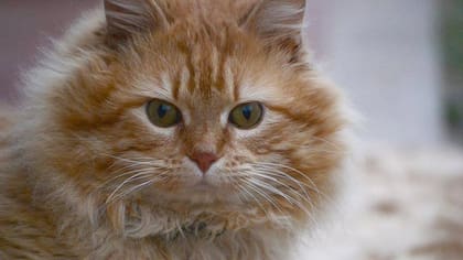 Garfield estaba en la calle y fue atacado por perros