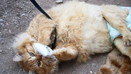 Garfield usa pañales y está buscando un hogar que lo adopte y lo cuide como se merece