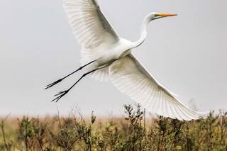 Desde adentro: Esteros del Iberá, el flamante parque nacional