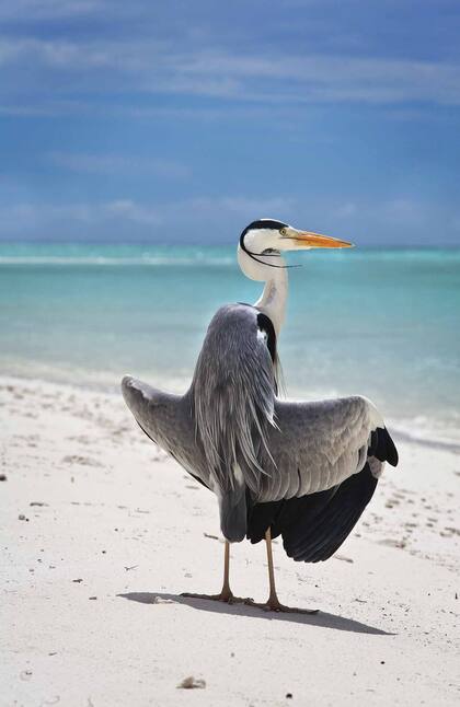 Garza real secando sus plumas al sol, sobre la playa del atolón Baa.