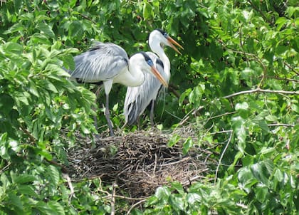 Garzas mora anidando en Palermo.