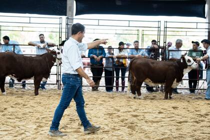 Gastón García fue el jurado elegido por los criadores para esta Exposición Nacional del Ternero Braford, que contó con más de 160 animales