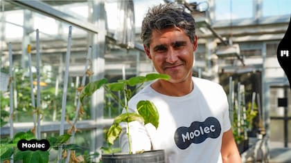 Gastón Paladini, CEO de Moolec: “Estamos desbloqueando el poder de las plantas"