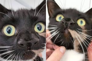 La gatita de dos narices que conquistó las redes sociales y encontró un hogar