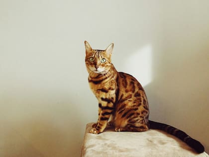 Gato Bengala