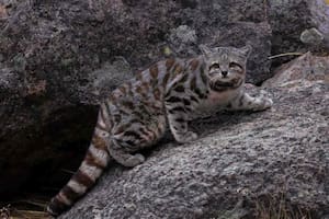 Logran fotografiar al “fantasma de los Andes”, el enigmático gato andino de Mendoza