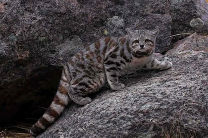 El misterioso Gato Andino es el felino más amenazado en del continente y está en riesgo de extinción.
