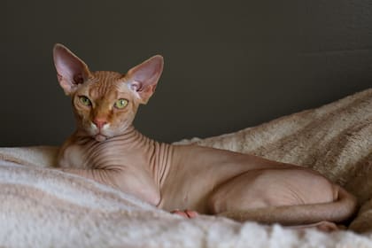 Gato Esfinge