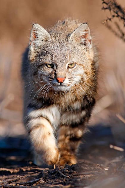 El Gato de Pajonal es un felino protegido por varios Parques Nacionales de Argentina.