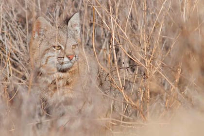 El Gato de Pajonal habita zonas con pastizales altos y matorrales secos que le permiten camuflarse. 
