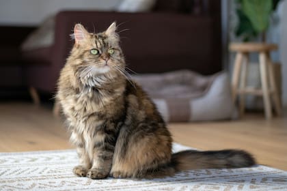 Gato Maine Coon